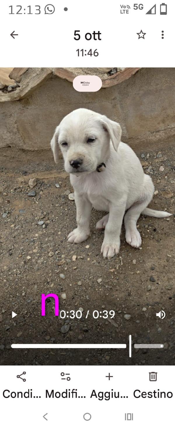 🐾 ADONE, UN PICCOLO EROE IN CERCA DI AMORE 🐾 Foto 4